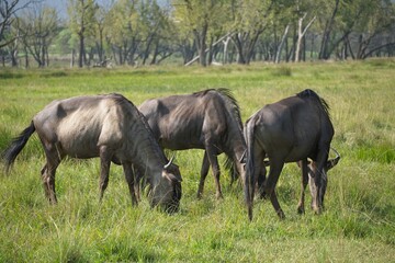 A group of three blue wildebeest grazing in a green summer grassland