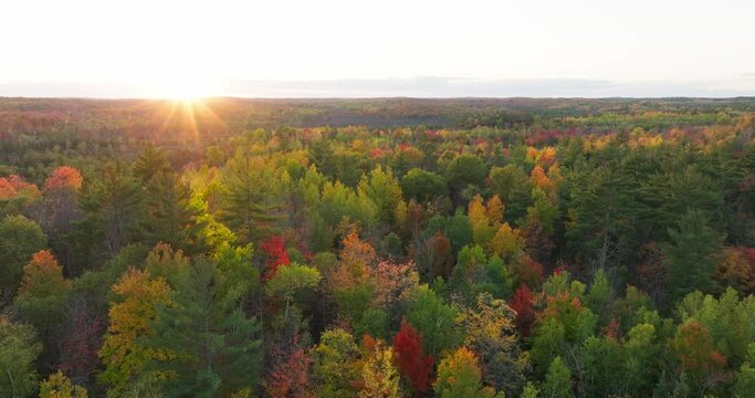 fall leaves
