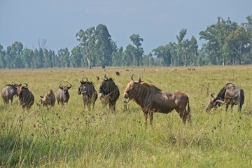 Golden wildebeest (gnu) in a lush green field with blue wildebeest