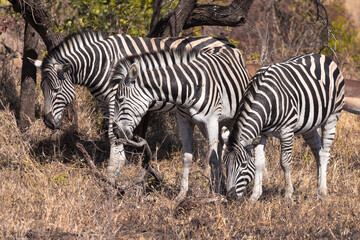 Fototapeta na wymiar Zebras all together 