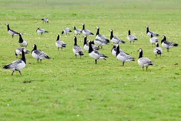 Wild geese in green field in Netherlands
