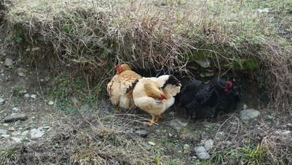 The rooster and hens living in the backyard in the village of the China
