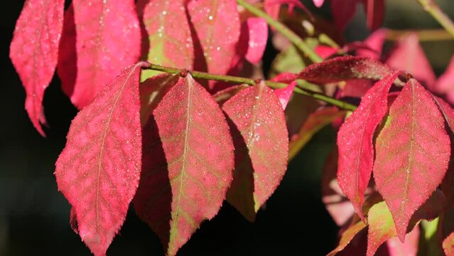Red leaves of Winged euonymus with water drops (Euonymus alatus) in the autumn garden. 