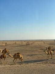Fototapeta na wymiar heard of camels roaming across the desert on a sunny day
