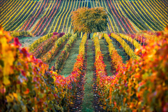 Autumn vineyard