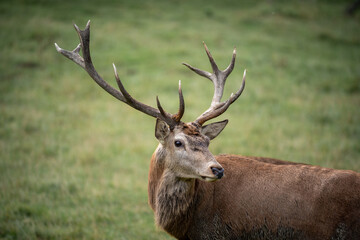Naklejka na ściany i meble Deer with large antlers standing in field