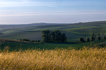 Fototapeta premium Moravian Fields: Where Crops and Green Waves Meet