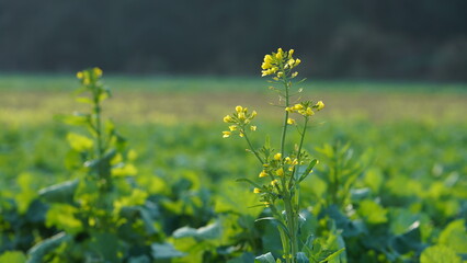 The field full of the fresh green plant in spring