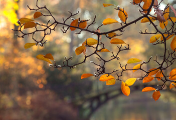 Jesienne liście w parku, wschód słońca.