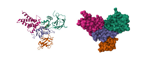 Structure of Von Hippel-Lindau disease tumor suppressor (VHL, green)-transcription elongation factor B (EloB, brown, blue)-Cullin 2 (Cul2, purple). 3D cartoon and Gaussian surface models, PDB 4wqo