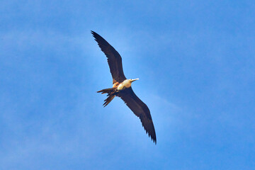 Fregata magnificens, magnificen frigatebird in Mazatlán sinaloa