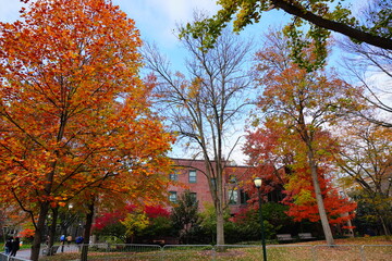 Naklejka premium University of Pennsylvania Fall colorful foliage autumn landscape 