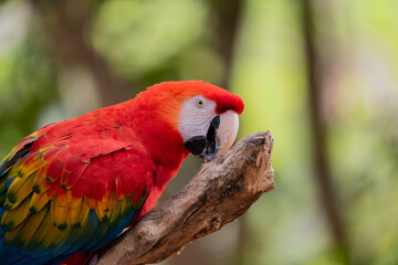 arara-vermelha (Ara chloropterus) © Gabriel Büll