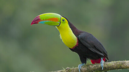 close shot of a keel-billed toucan perched on a branch