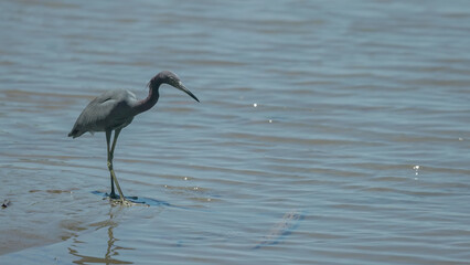 a little blue heron hunting in the rio sirena of corcavado