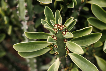 Plant