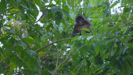 baby spider monkey sitting in a tree at corcovado