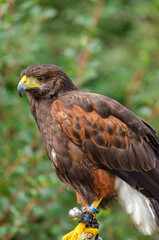 Portrait of a harris hawk, Parabuteo Unicinctus
