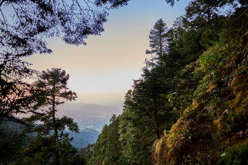 volcanic forest