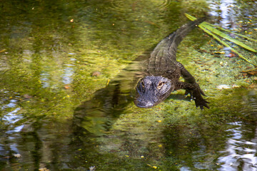 A lone alligator surfaces in an Orlando, Florida pond, eyeing tourists as they pass by.