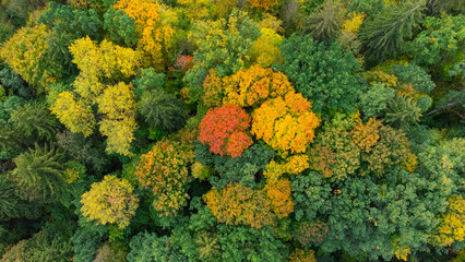 Autumn Forest, Colorful Trees From Above, Aerial View