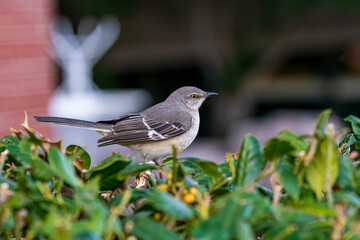 Northern Mockingbird on a branch