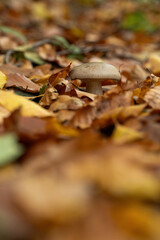 Brown fungus growing in autumn leaves.