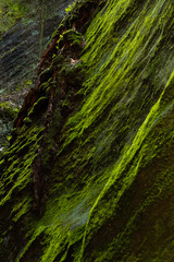 Lush thick green moss covering solid rock, Adrspach rocks, Czech Republic