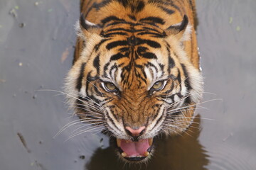 closeup of a Sumatran tiger's face roaring from the pool