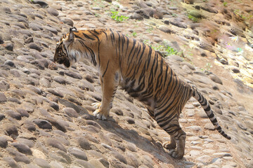 Fototapeta na wymiar Sumatran tiger walking on a rock