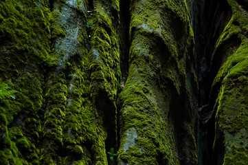 Lush thick green moss covering solid rock, Adrspach rocks, Czech Republic
