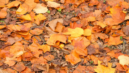 Colorful autumn leaves on the ground. Pastel brown yellow orange colours autumn leaves. Selective focus area.
