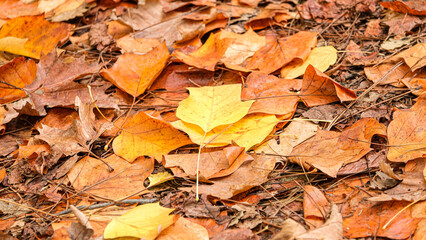 Colorful autumn leaves on the ground. Pastel brown yellow orange colours autumn leaves. Selective focus area.