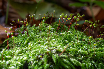 Green moss with seeds in detail.