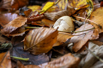 A crispy shell of a hen's egg between the leaves.