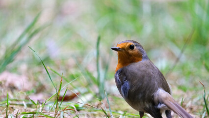 The European Robin (Erithacus rubecula), most commonly known in Anglophone Europe simply as the Robin, is a small insectivorous passerine bird.  Selective focus of bird.