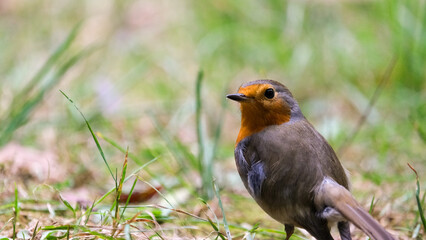 The European Robin (Erithacus rubecula), most commonly known in Anglophone Europe simply as the Robin, is a small insectivorous passerine bird.  Selective focus of bird.