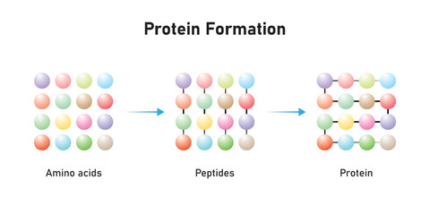 Protein Formation From Amino Acids. Amino Acids, Peptides and Protein Scientific Design. Vector Illustration.