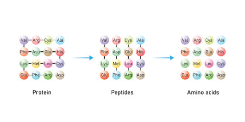Protein Digestion to Amino Acids. Amino Acids, Peptides and Protein Scientific Design. Vector Illustration.