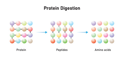 Protein Digestion to Amino Acids. Amino Acids, Peptides and Protein Scientific Design. Vector Illustration.