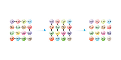 Protein Digestion to Amino Acids. Amino Acids, Peptides and Protein Scientific Design. Vector Illustration.