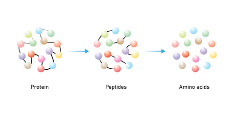 Protein Digestion to Amino Acids. Amino Acids, Peptides and Protein Scientific Design. Vector Illustration.