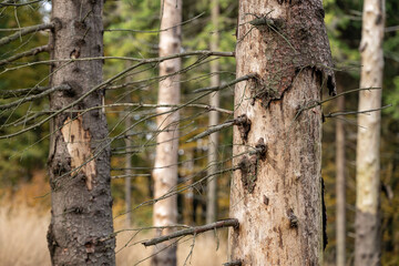 Spruce bark beetle damaged trunk.
