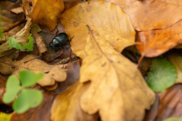 The beetle was pooping on dry fallen leaves.
