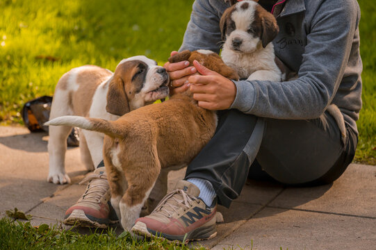 Hand caressing dog. People playing with Saint Bernard dogs. St. Bernard. Alpine Spaniel. St. Bernhardshund. St. Bernard. Alpine Spaniel.