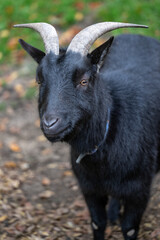 Black goat outside in paddock.
