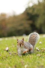 squirrel in the park