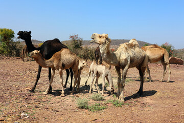 Naklejka na ściany i meble Camel Thar desert, Rajasthan, India. Camels, Camelus dromedarius, are large desert animals who carry tourists on their backs.