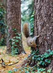 squirrel on a tree