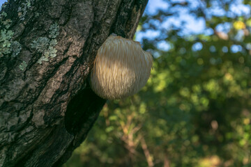lion's mane mushroom, hericium erinaceus